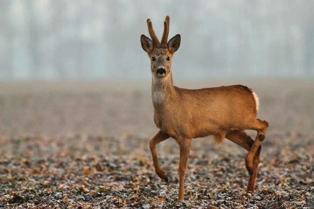Европейская косуля