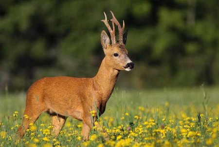 Европейская косуля (capreolus capreolus)