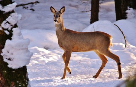 Сибирская косуля Забайкалье