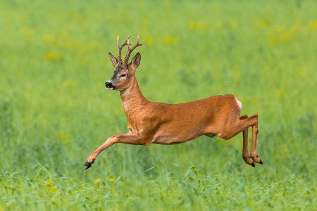 Европейская косуля самец