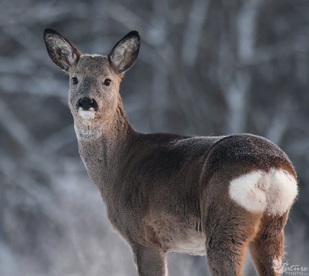 Европейская косуля (capreolus capreolus)