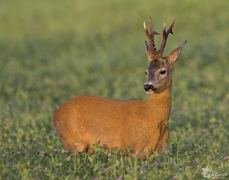 Сибирская косуля capreolus pygargus