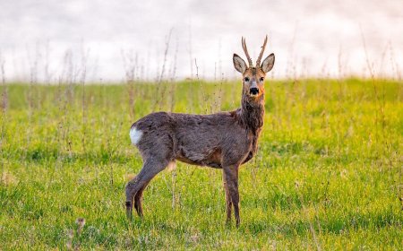 Косуля Башкирии косуля