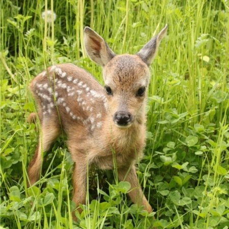 Европейская косуля детёныш