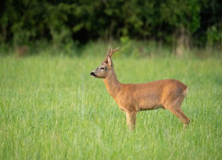 Европейская косуля