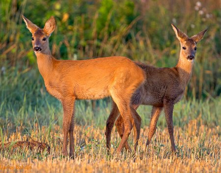 Европейская косуля