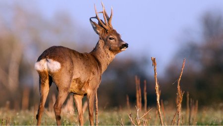 Косуля Рогач