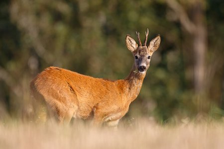 Европейская косуля Кавказ