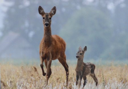Косуля Сибирская
