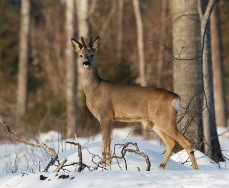 Косуля Сибирская (capreolus pygargus Pall.)