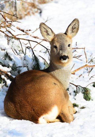 Сибирская косуля Гуран