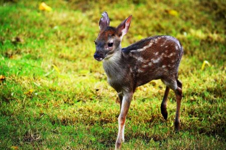 Европейская косуля