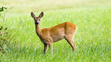 Косуля Уральская