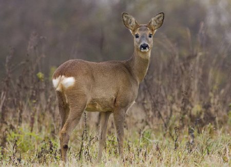 Косуля Сибирская (capreolus pygargus Pall.)