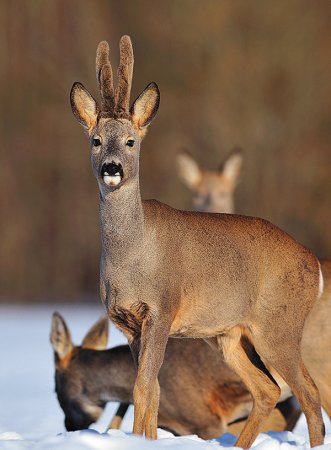 Косуля Уральская