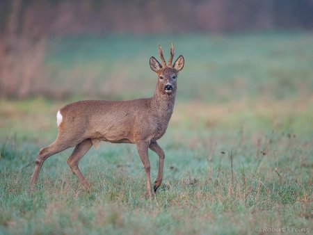 Европейская косуля