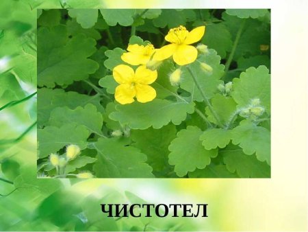 Лекарственные растения чистотел для детей