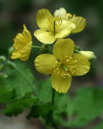 Чистотел трава