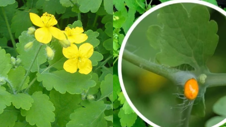 Чистотел Луговой