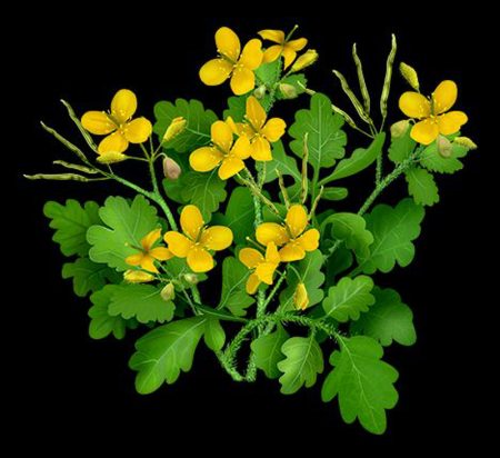 Чистотел ягоды