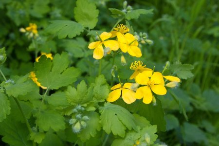 Чистотел бородавник