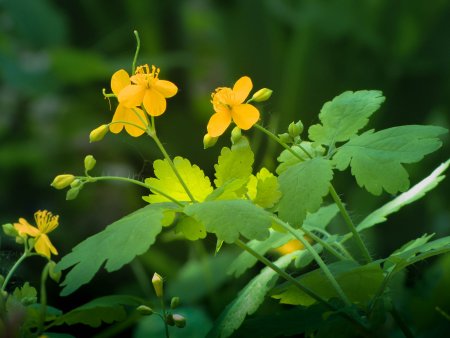 Чистотел бородавник