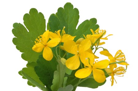 Ласточкина трава растение