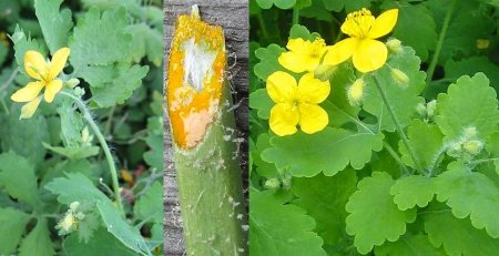 Чистотел большой ядовитое растение