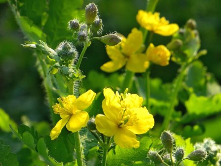 Крестоцветные растения чистотел