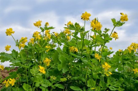 Чистотел Лесной