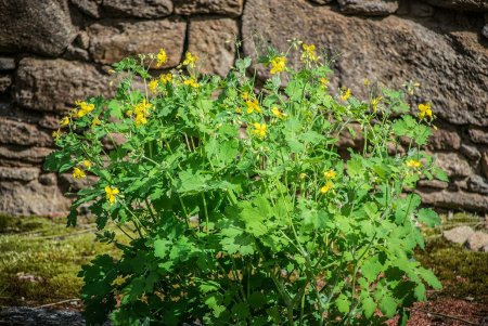 Чистотел трава