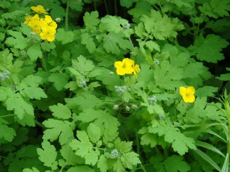 Чистотел Chelidonium majus