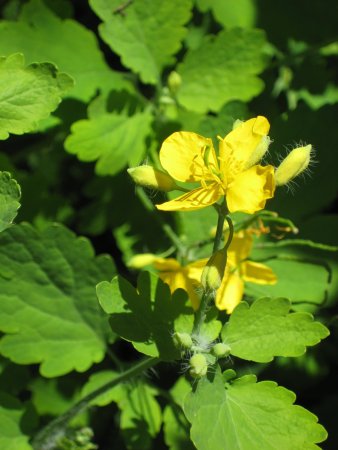 Чистотел трава