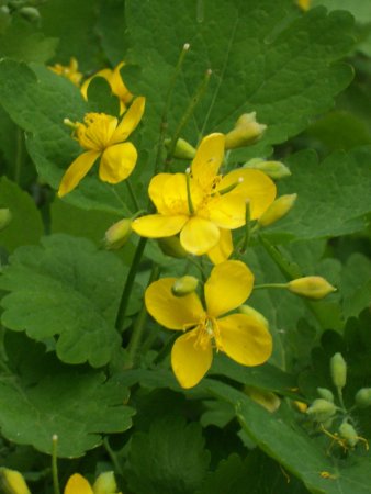 Чистотел Луговой