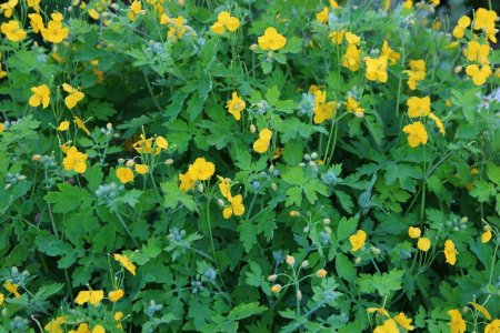 Чистотел болотный