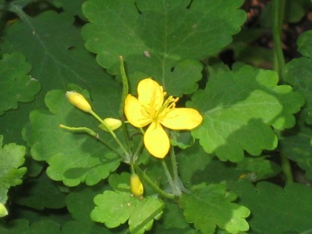 Чистотел Луговой