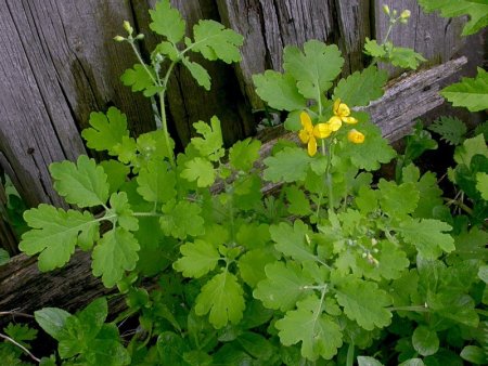 Chelidonium majus l.