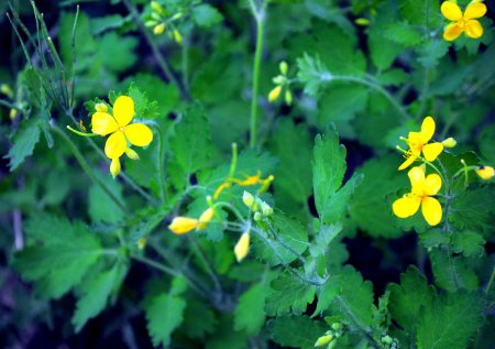 Чистотел трава