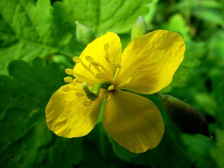 Чистотел трава