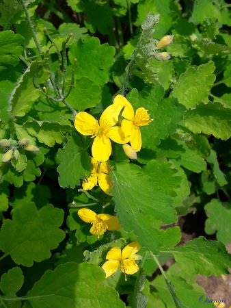 Чистотел бородавник