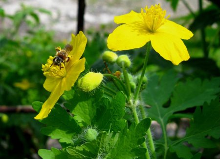 Чистотел бородавник