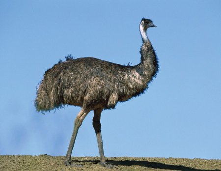 Страус эму (Dromaius novaehollandiae)