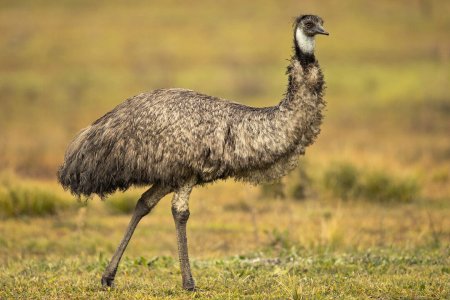 Австралийский эму