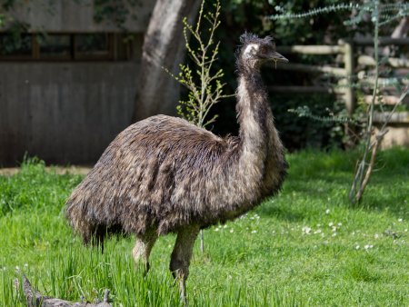 Страус эму (Dromaius novaehollandiae)