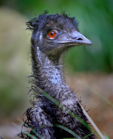 Dromaius novaehollandiae