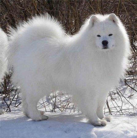 Лайка самоед