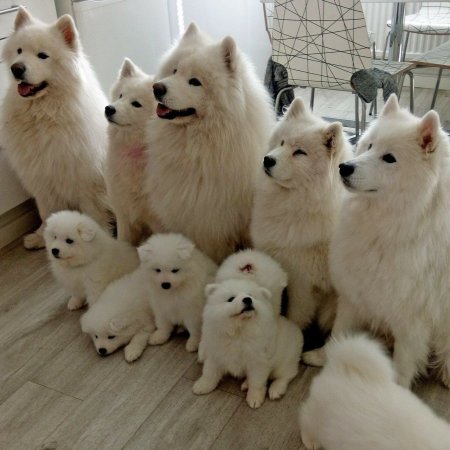 Самоедская лайка черная