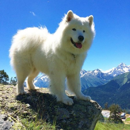 Арктический шпиц самоед