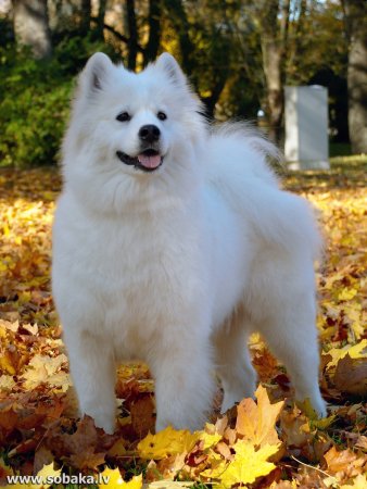 Порода собак самоед