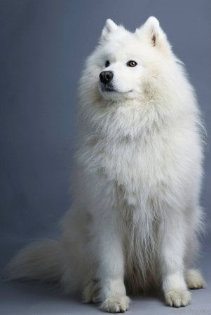 Арктический шпиц самоед